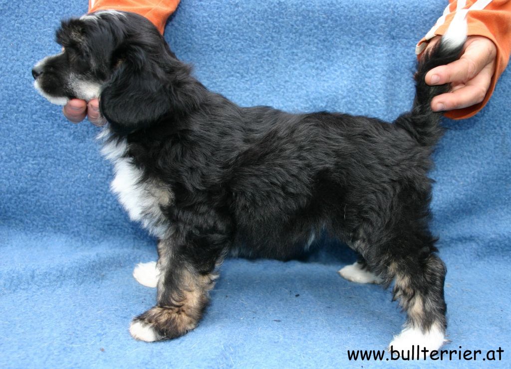 Laureola's Undercover