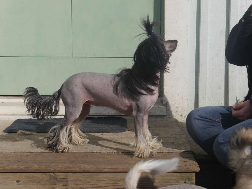 Super Crest's Rosalie