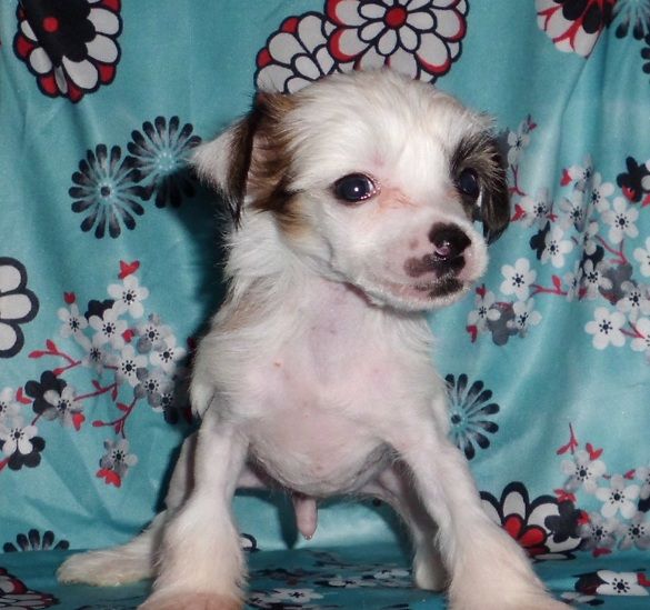 Sandokan de L'Essence de Mon Tout