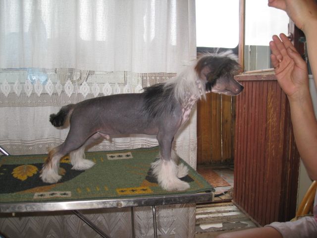 Anizet Ekzotika Mango