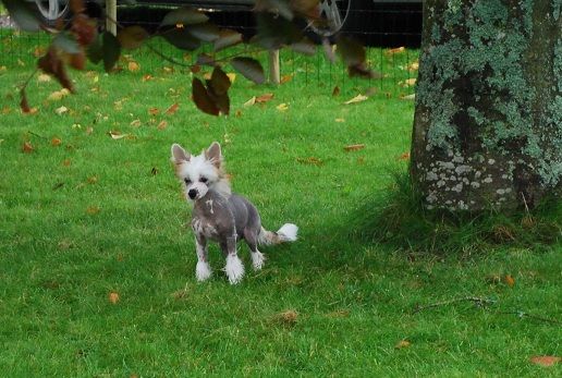 Kinapuffens Gogo Girl