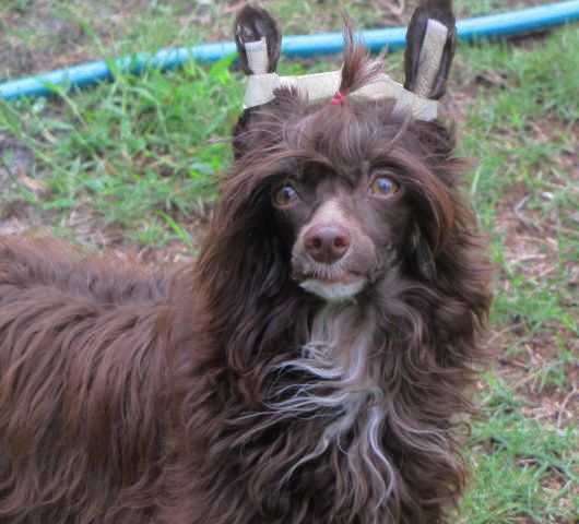 Bennett's N BWitchN Mousse Au Chocolat PP