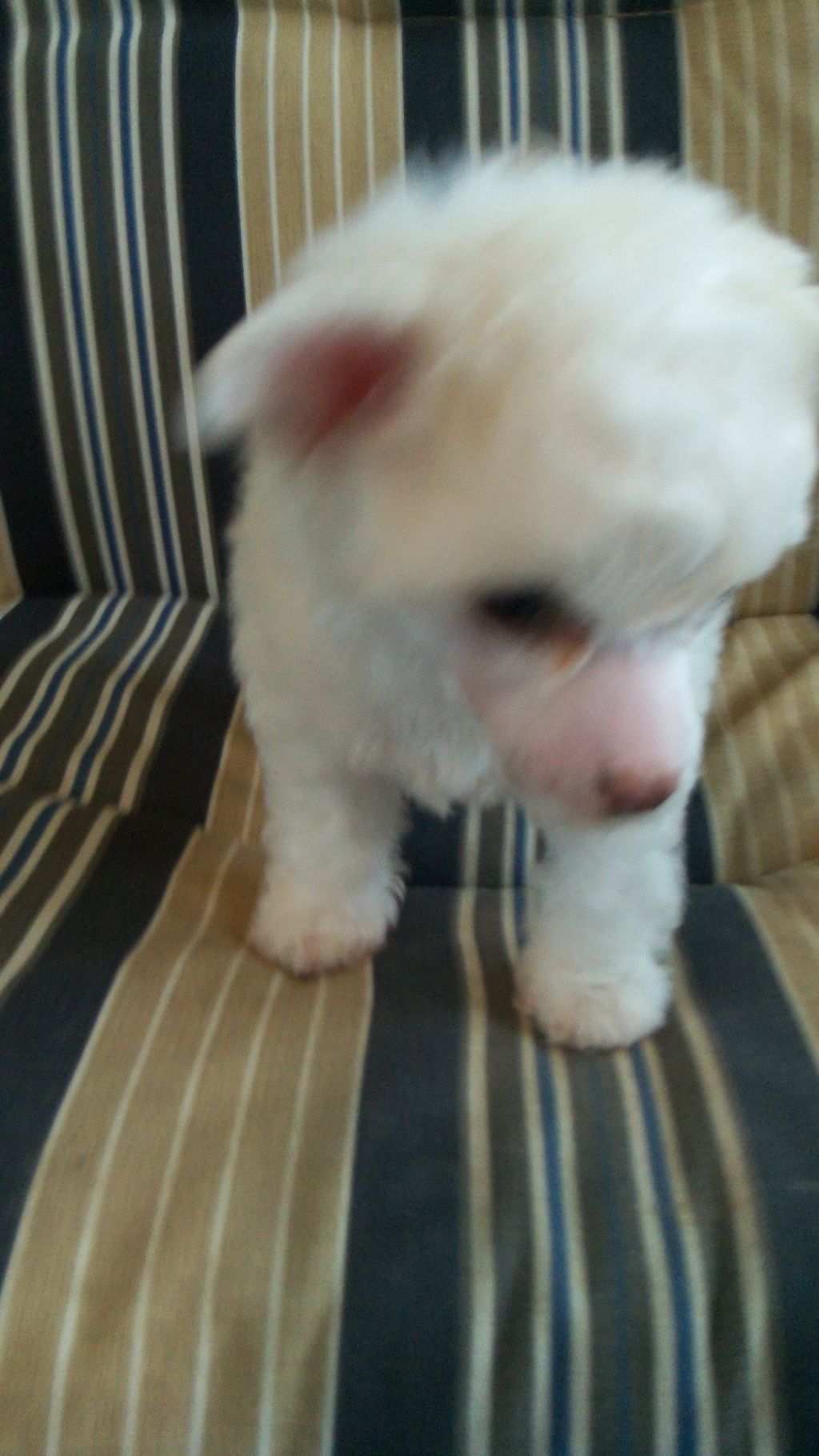 Creekside's Champagne 'n Diamonds