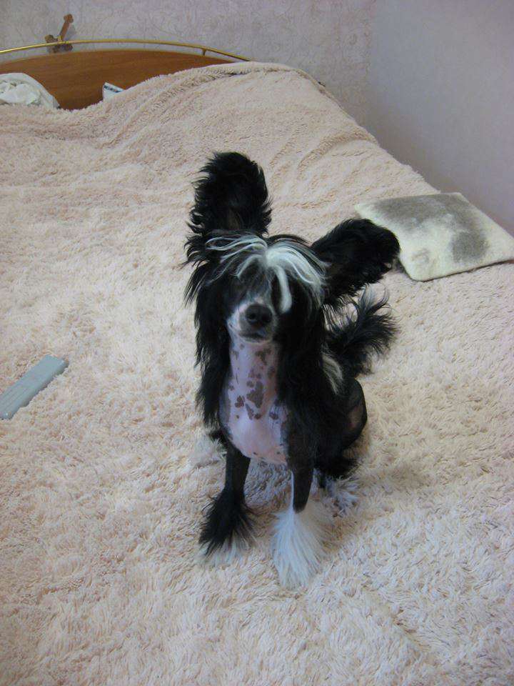 Magic of Success Dominic Joker