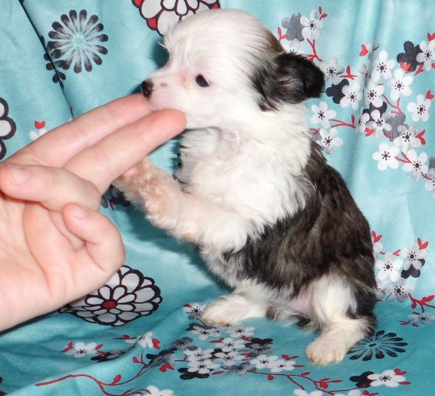 Baby Doll de L'Essence de Mon Tout