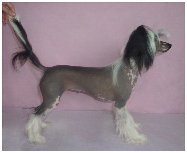 Samarskiy Samotsvet Katrin