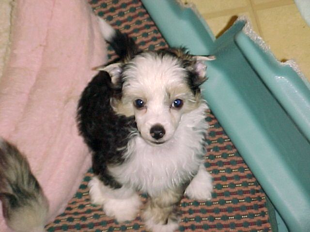 Holliwould Girl Next Door