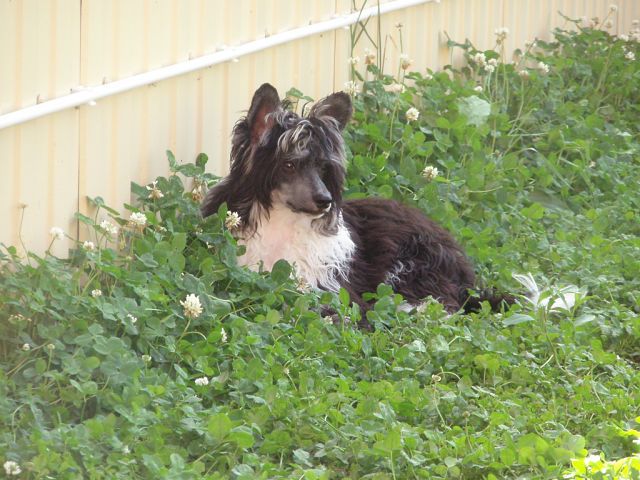 Fiery Fame Bright Copy Of Love