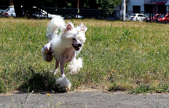 Fiery Fame Born The Wind For Sky Miracle