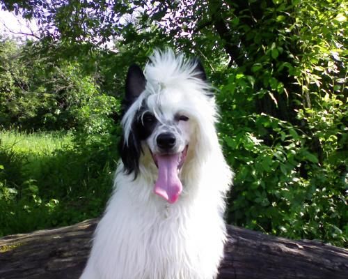 Fiery Fame Bully For You