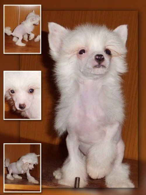 A Perfect Boy de L'Essence de Mon Tout