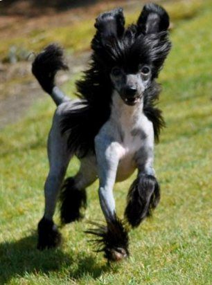 Magnus Staff Eleonora is Enough