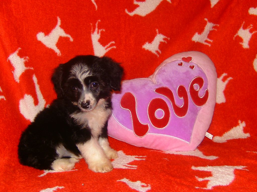 Kanika-Nanu Gold Anet