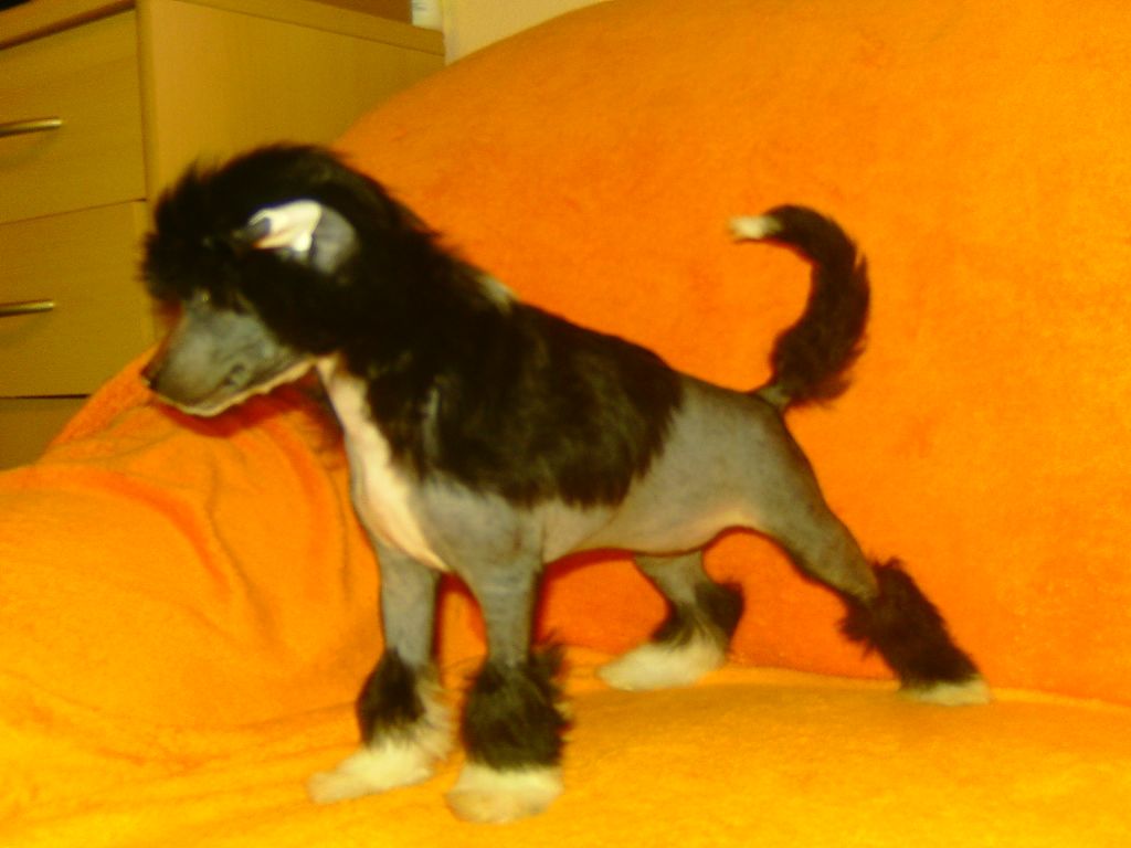 Kleopatra-Isis Gold Anet