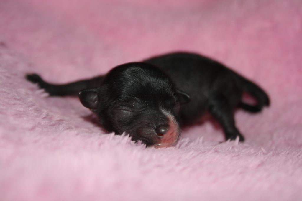 Nudaveritas Fairy Dust