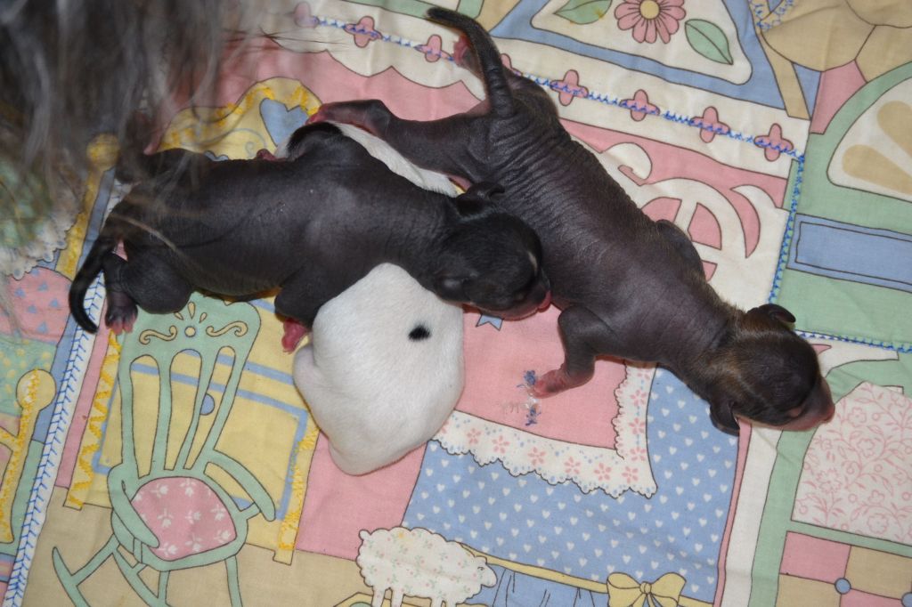 Volshebnaja Noch Baroque Chinese Horse