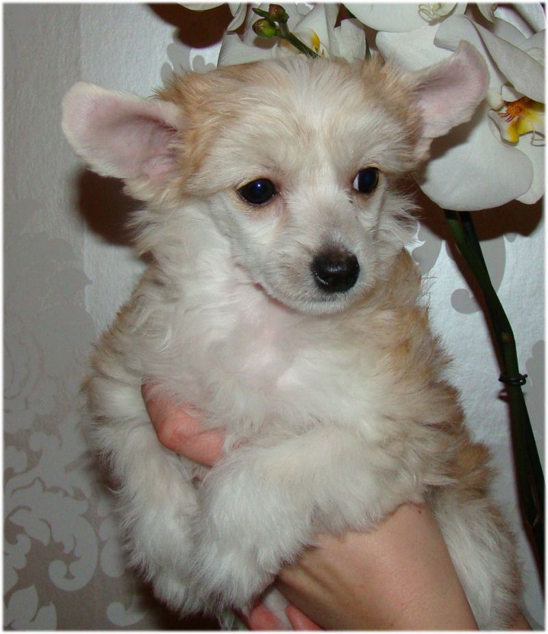 Baby Pearl West Virginia