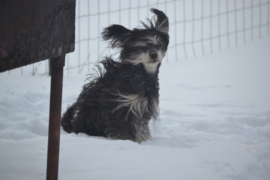 Vinzdor Baroque Chinese Horse