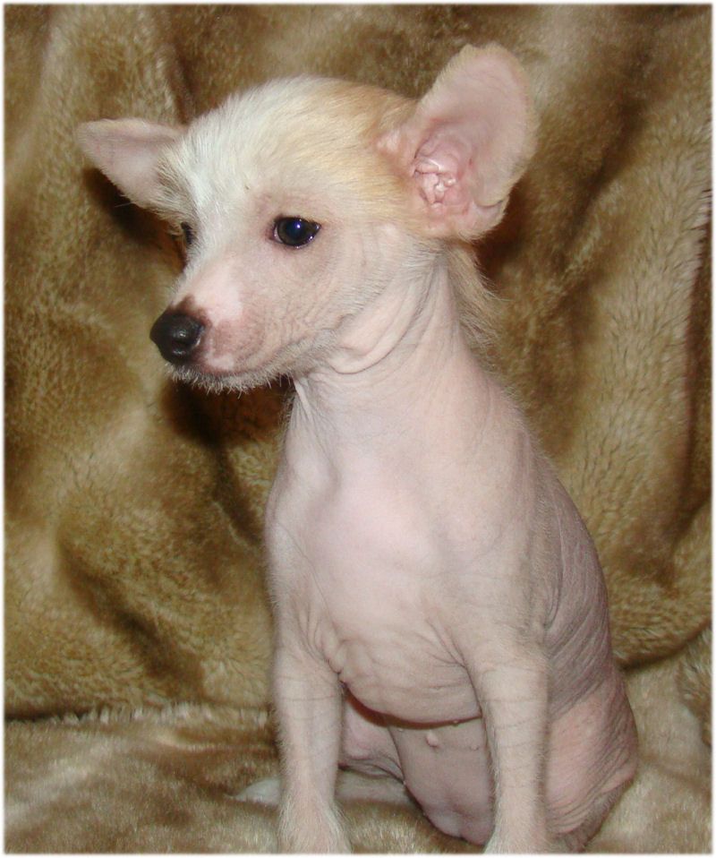 Baby Pearl Tennessee