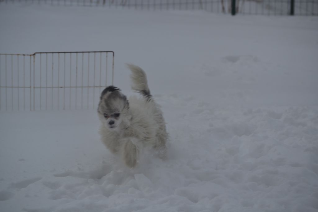 Vishenka Baroque Chinese Horse