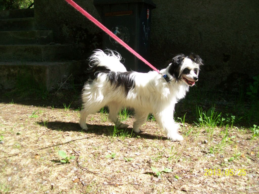 Spotifly Avicii Super Lovi'N