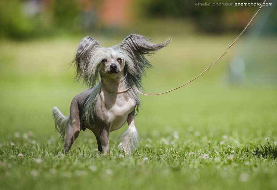 Spotifly After Dark Sinner N'Saint