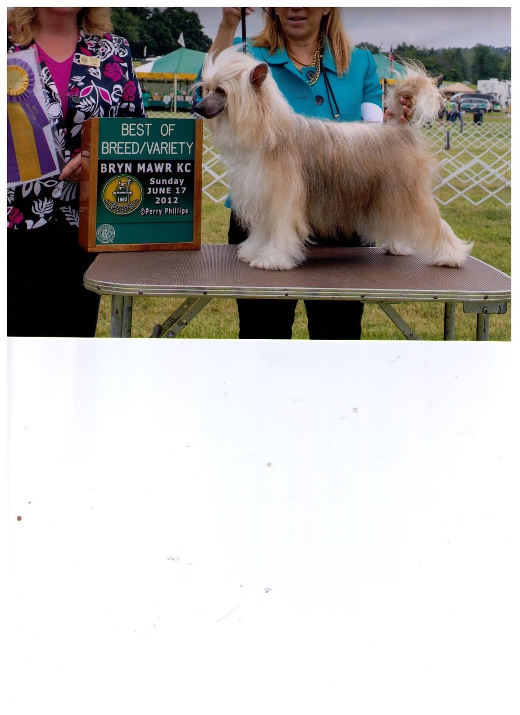 GCH Gingery's Uptown Girl