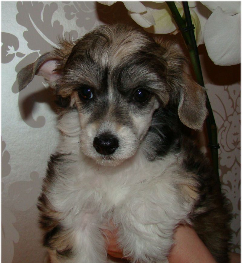 Baby Pearl Harry Boy