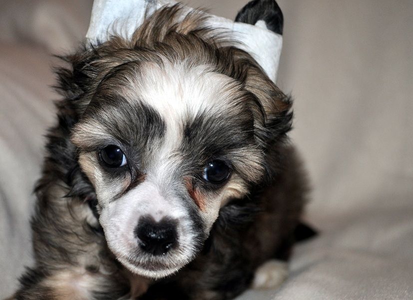 Poulot's Hooked On A Feeling