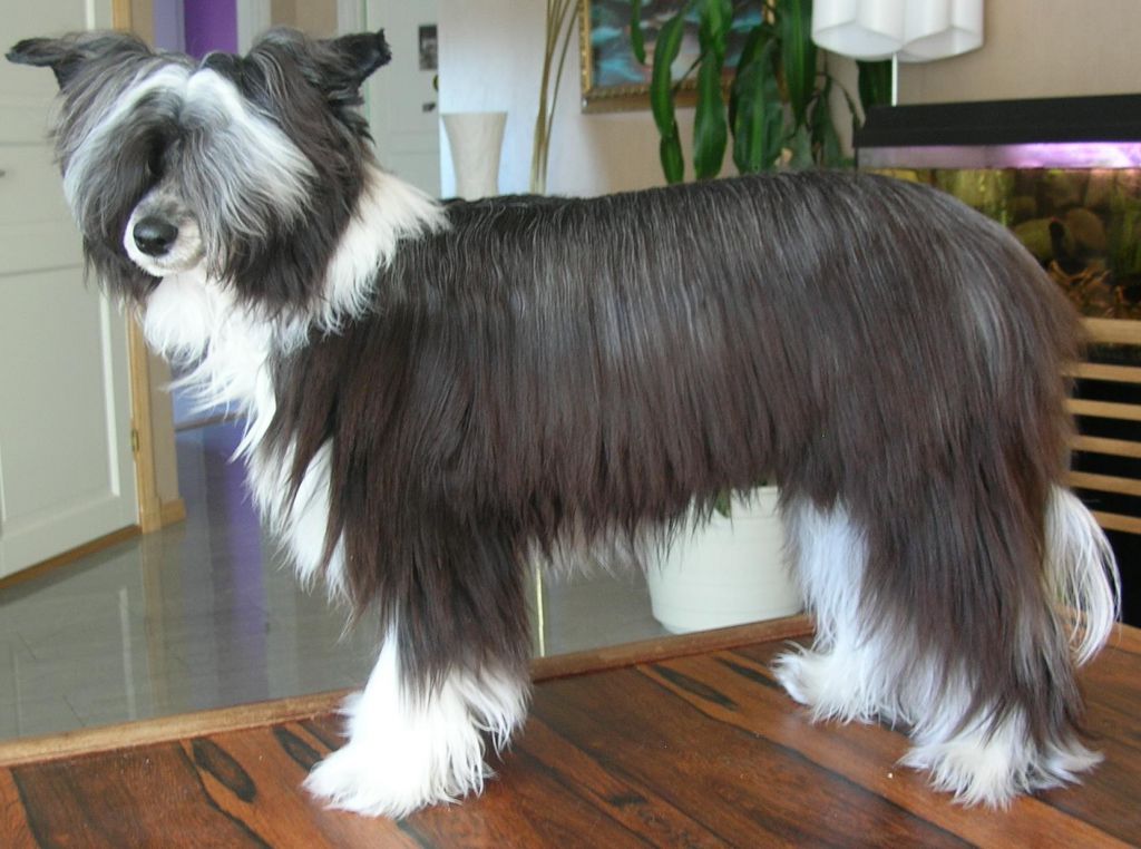 Laggargårdens Selene