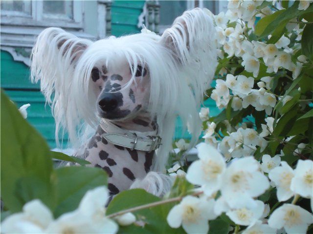 Elenline Ives Saint Laurent