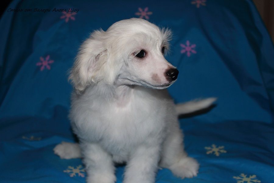 Stil ot Valeri Angel Show