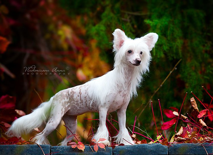 Fantastik Kashmir Leyla