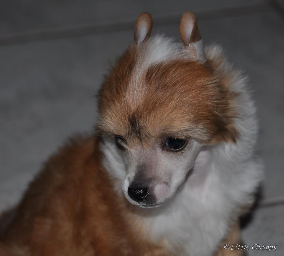 Grand Amour Little Champs