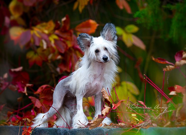 Fantastik Kashmir Mega