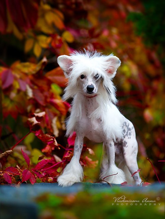 Fantastik Kashmir Magnat