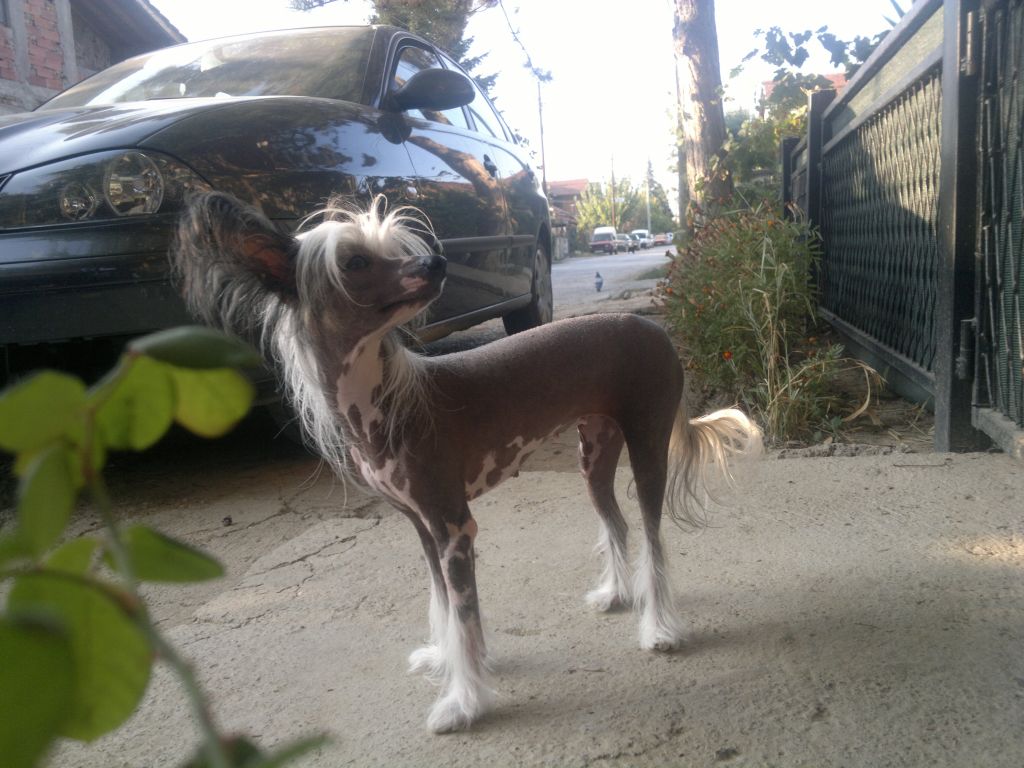 Noor E Aalam's Velar  Kredeto  Mica