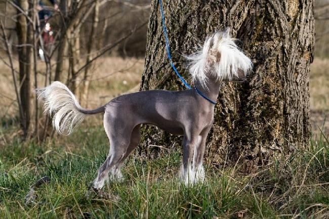 Noor E Alam's Azeja I Ed Ma Gaja