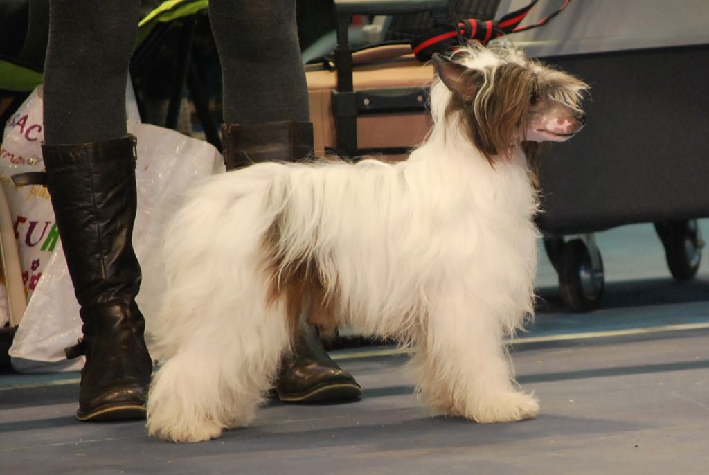 Little Dog Of Dream Happy Corsair