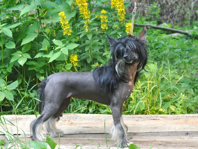 Zholesk In The Spotlight