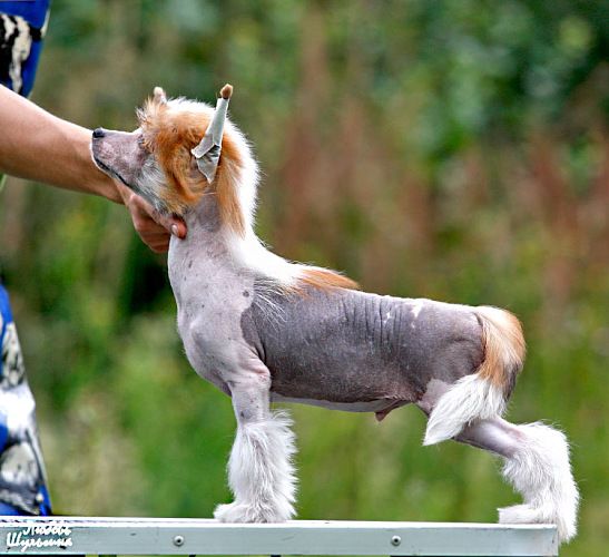 Olegro Katrin Lady's Man