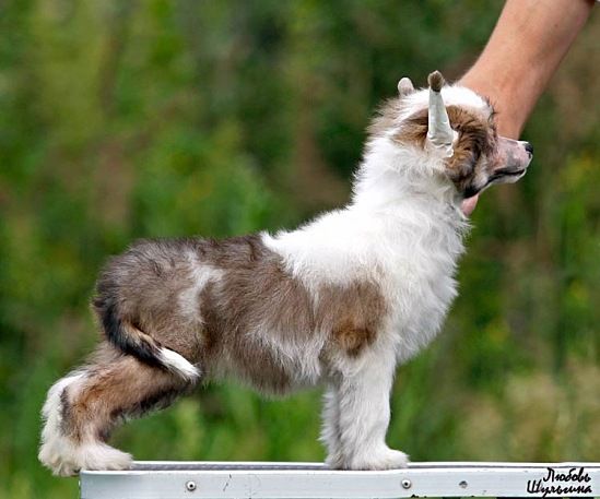 Olegro Katrin Looking Glass