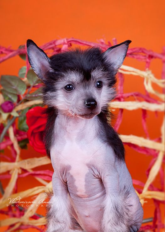 Ideal'naya Fantaziya