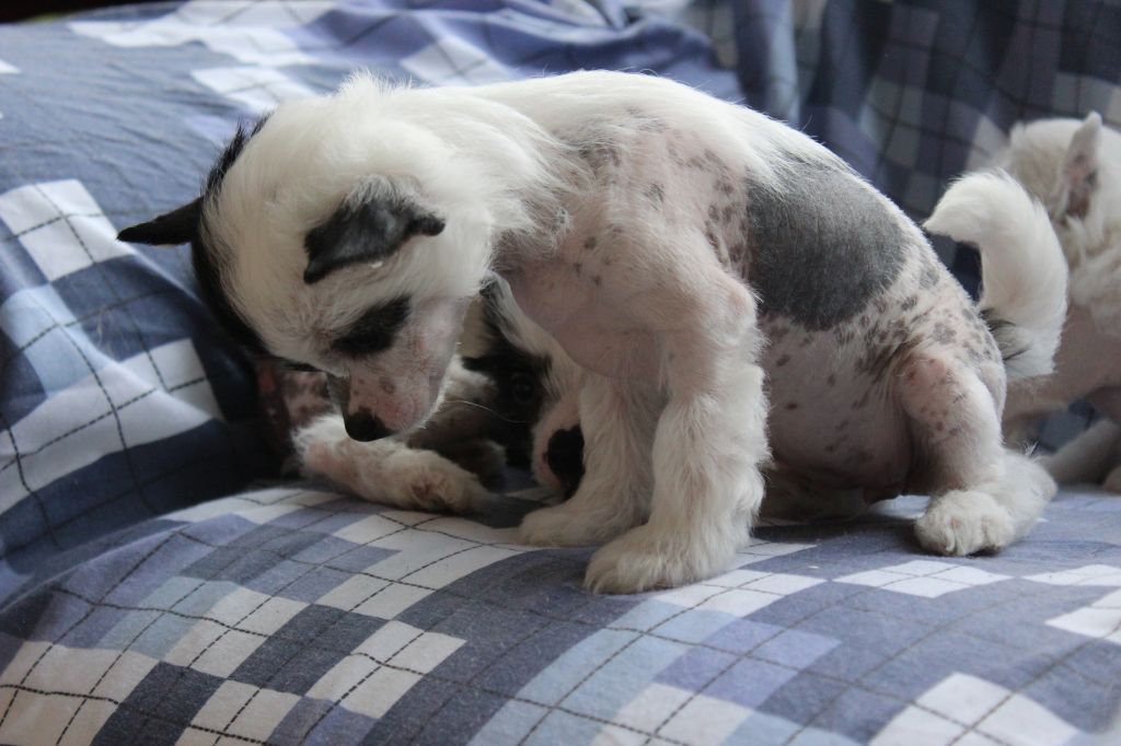 Pequin Mirrage Chandon Cabernet