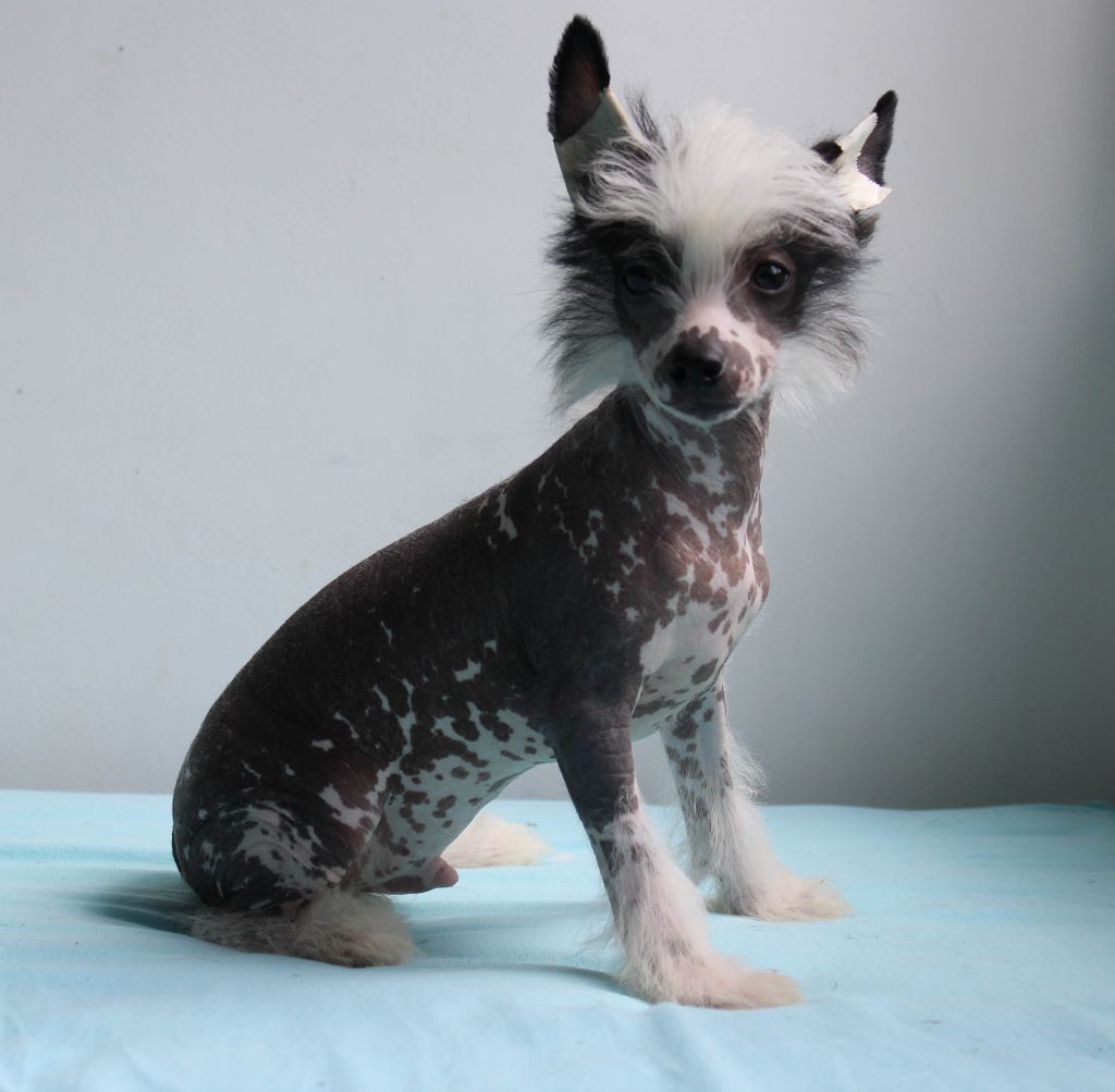 Pequin Mirrage Cheesecake and Burberry