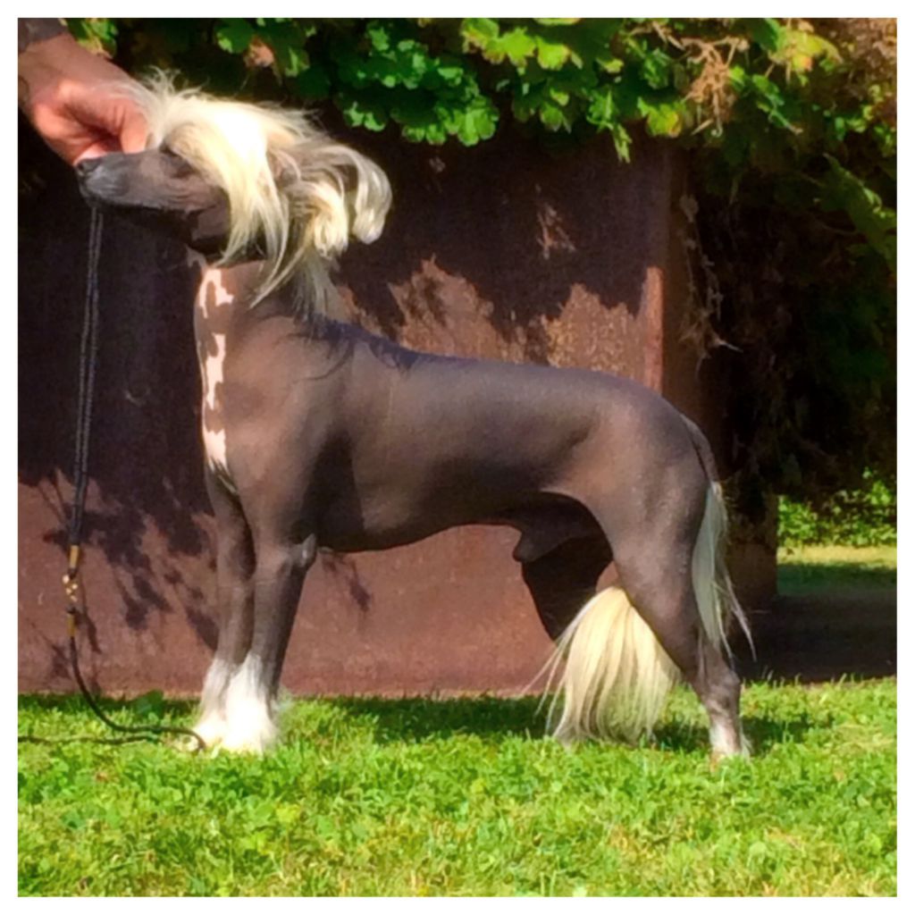 Lickershamns Angel-Eyes