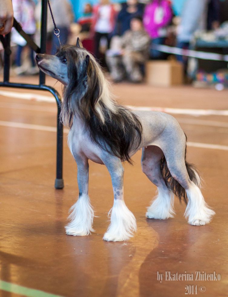 Sharol Shi Barselona