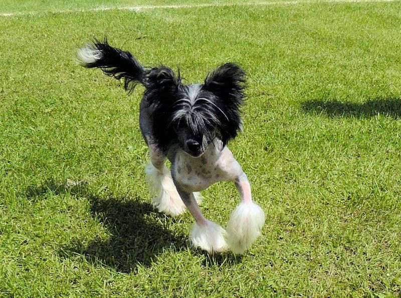 Hilda Fajtcacy Nadobnisie i koczkodany