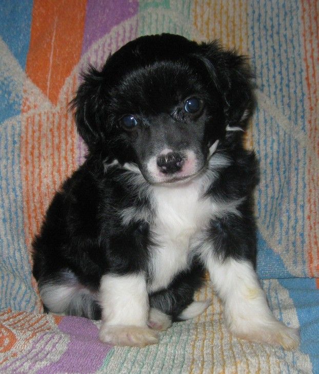 Angel O' Check Villi.