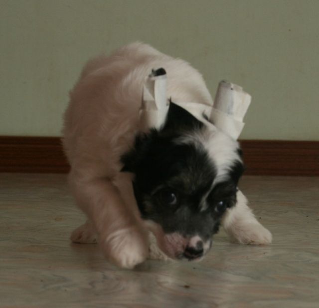 Sky Miracle Exclusive Diva